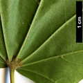 SpeciesSub: subsp. mono SpeciesSub: subsp. mono